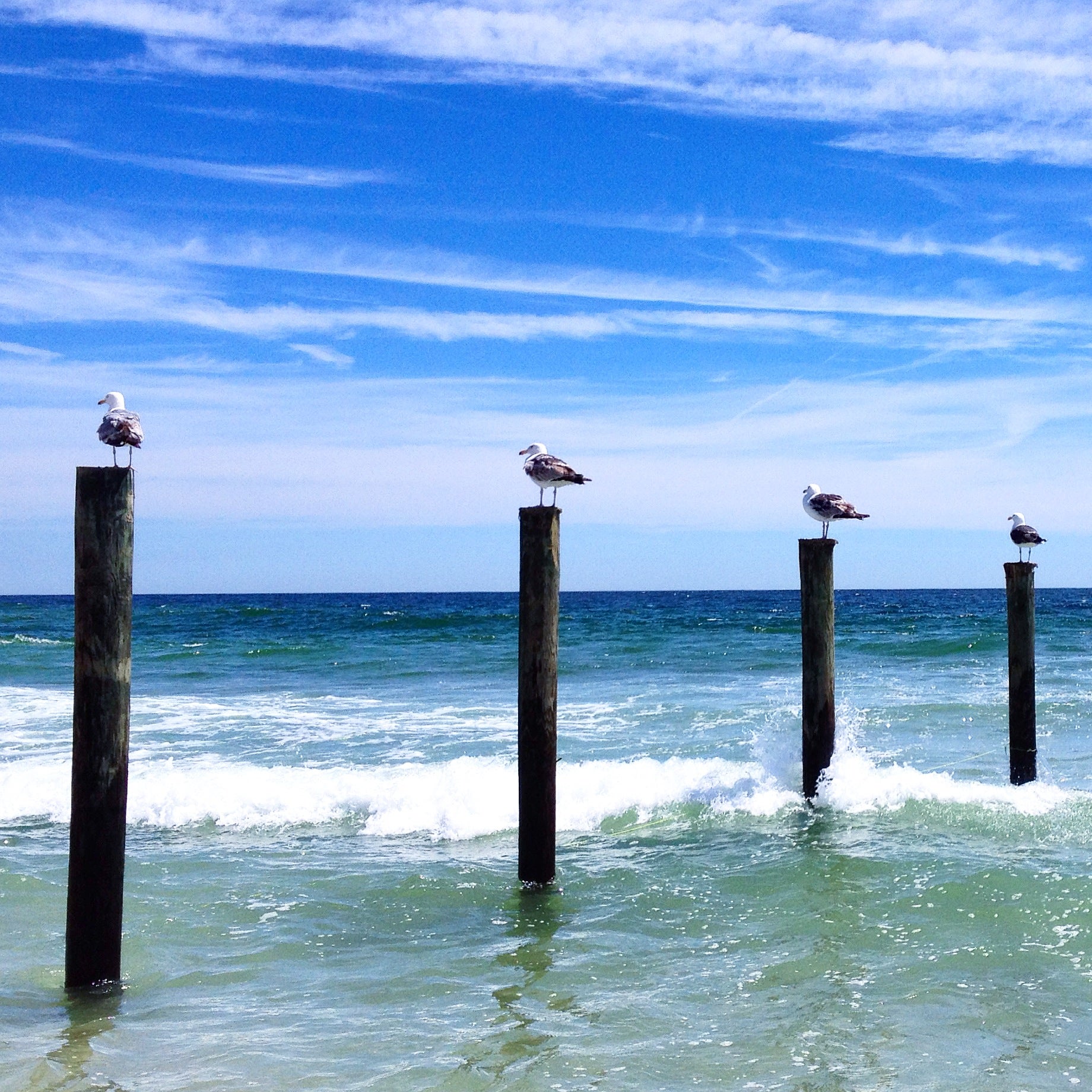  Seagulls resting on the pilings that once supported Funtown Pier in Seaside Park on June 20, 2014. The pier was deemed unsafe after Superstorm Sandy then destroyed by the boardwalk fire in September 2013. (Justin Auciello/for NewsWorks) 