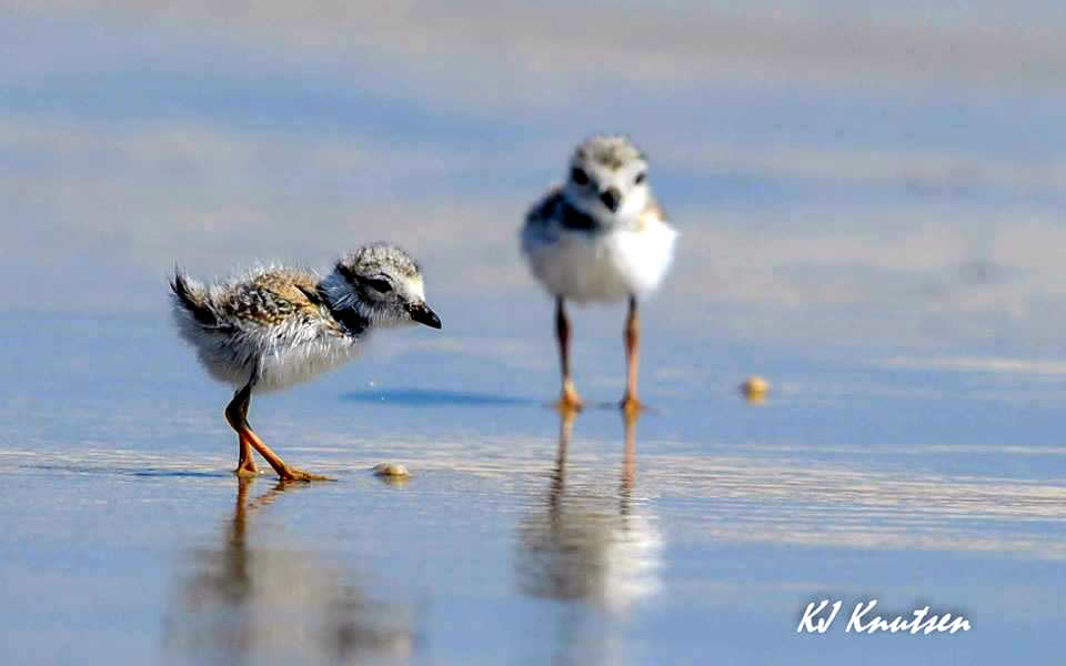 The two piping plover chicks in Island Beach State Park. (Photo: KJ Knutsen)