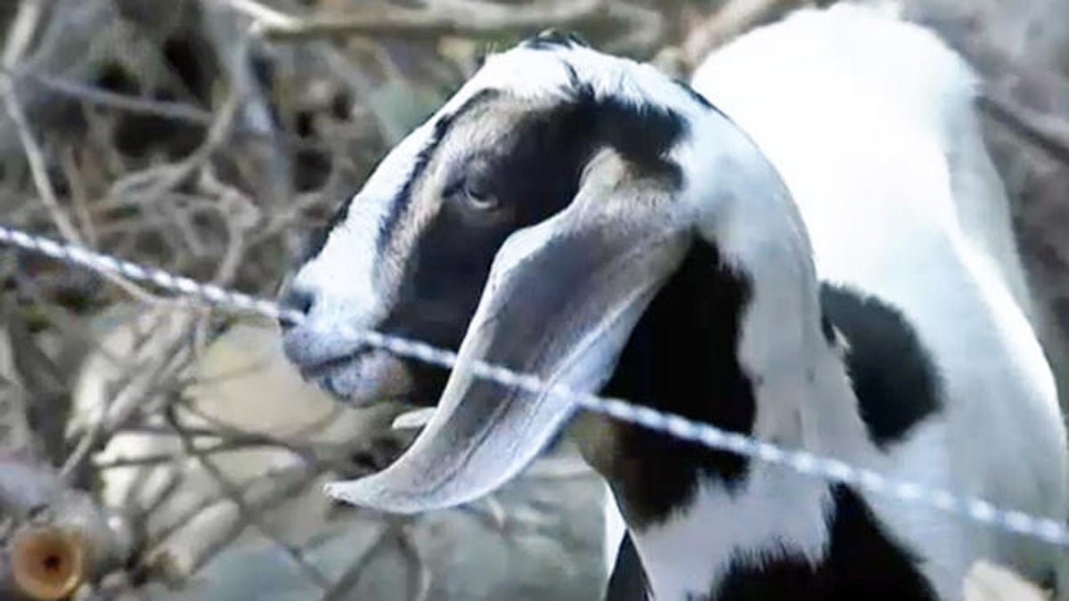  Authorities found nearly 200 sick and malnourished goats, horses, chickens and peacocks on a farm in Millstone, N.J. (Photo courtesy of NBC10) 