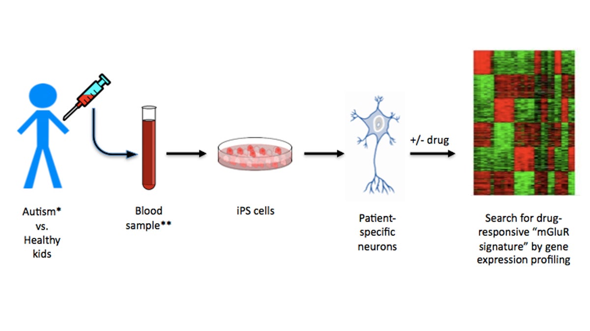  Researchers at CHOP take blood samples to grow neurons for study in the lab. (Image courtesy of Hakon Hakonarson, MD, PhD/CHOP) 