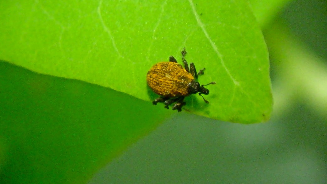 A weevil is being used to control the invasive mile-a-minute vine. (New Jersey Department of Agriculture)