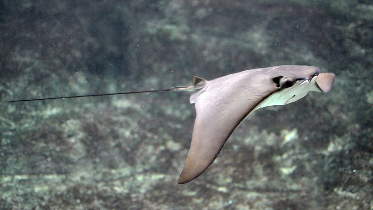 Cownose rays were blamed for the decline in scallops. (<a href=