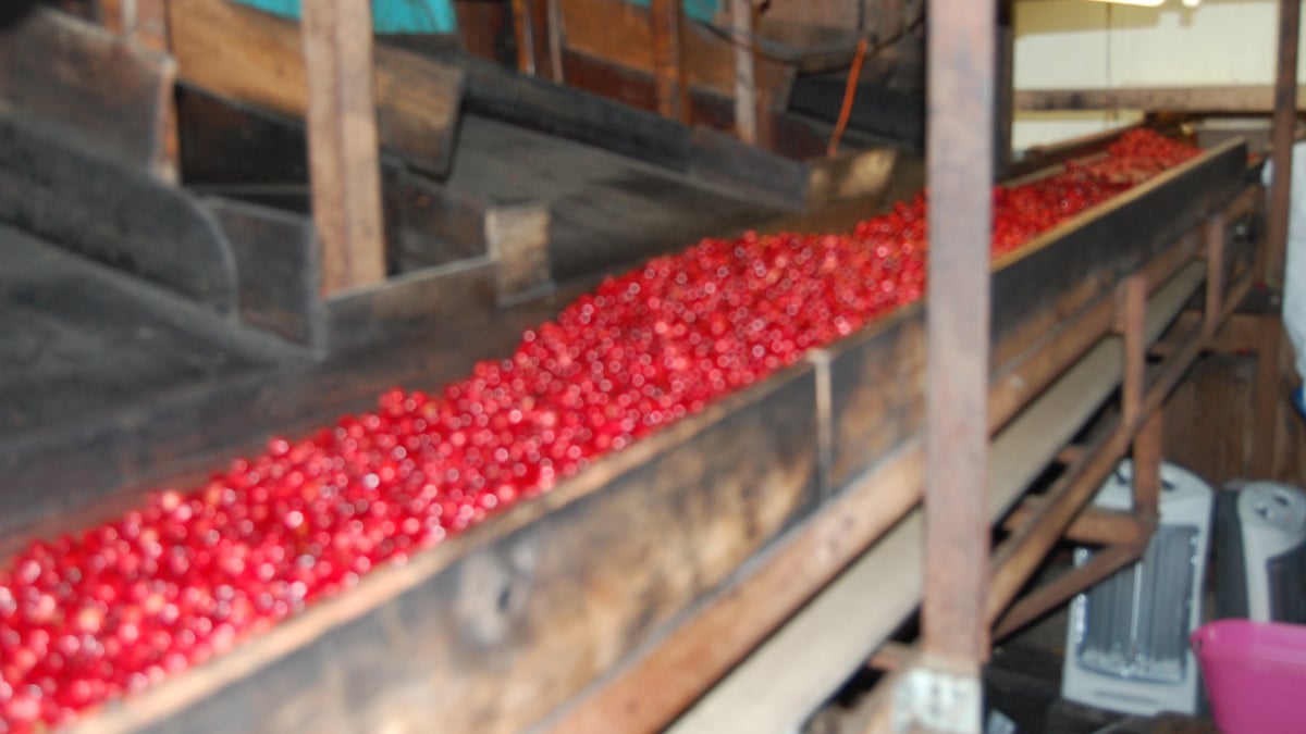 Heirloom cranberries going through the sorter at Birches Cranberry in Tabernacle