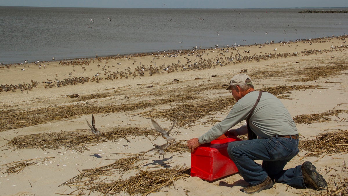 A researcher at a Delaware Bay beach tags rufa red knots. (Katya Gorker/for WHYY)