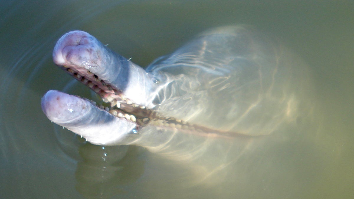 This undated photo released by the Federal University of Amazonas shows an Inia araguaiaensis dolphin in the Araguaia River in Amazonas state