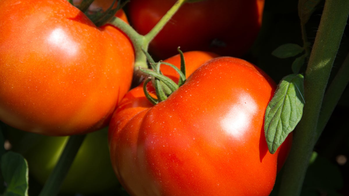The Rutgers 250 is based on a tomato developed by Rutgers back in 1934. (Peter Nitzsche)