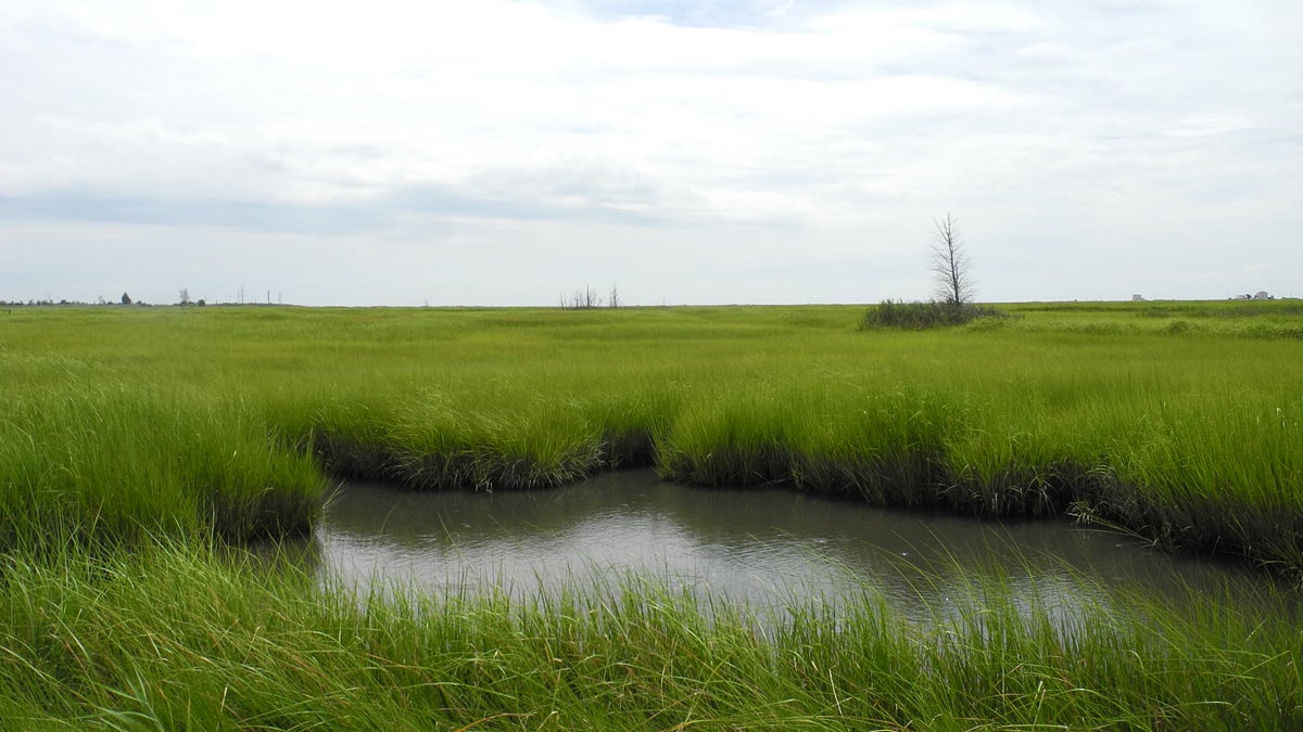  The so-called bottom of the world, where Cumberland County marshes line the Delaware Bay. (Tracey Samuelson/for NewsWorks) 