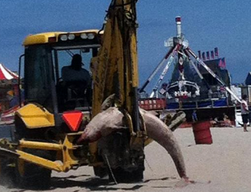  Heavy equipment removing a deceased dolphin in Seaside Heights Friday. (Photo: Corey Hudak via Jersey Shore Hurricane News) 
