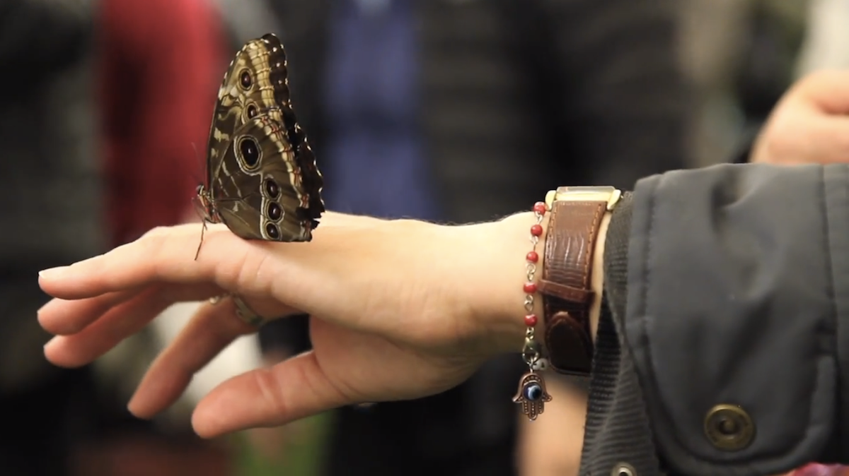  The Butterfly Experience at the Philadelphia Flower Show showcases 20 species of butterfly. (Kimberly Paynter/WHYY) 