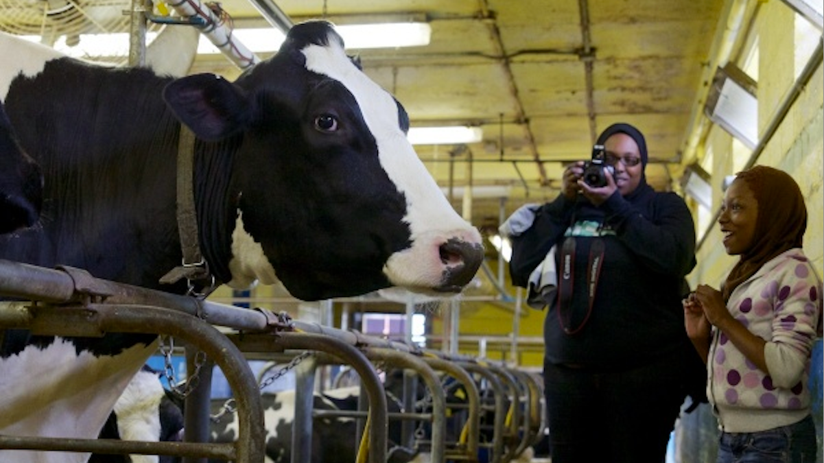  At last year's W.B. Saul Country Fair Day, a youth met a Holstein cow up close. (Jana Shea/for NewsWorks) 