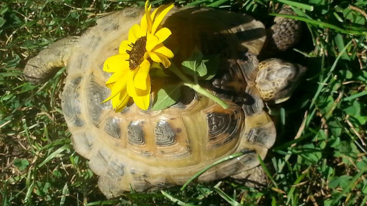  Hans Haines Horsfield, a beloved Wyck House tortoise, went missing early last week. (Photo courtesy of Christina Moresi)  