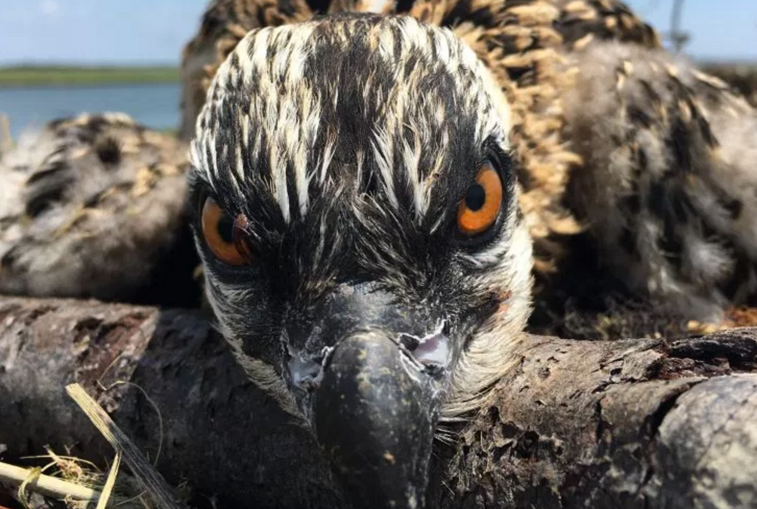 A young osprey that remained in its nest during Tuesday's thunderstorms in Cape May County. (Photo: Ben Wurst)