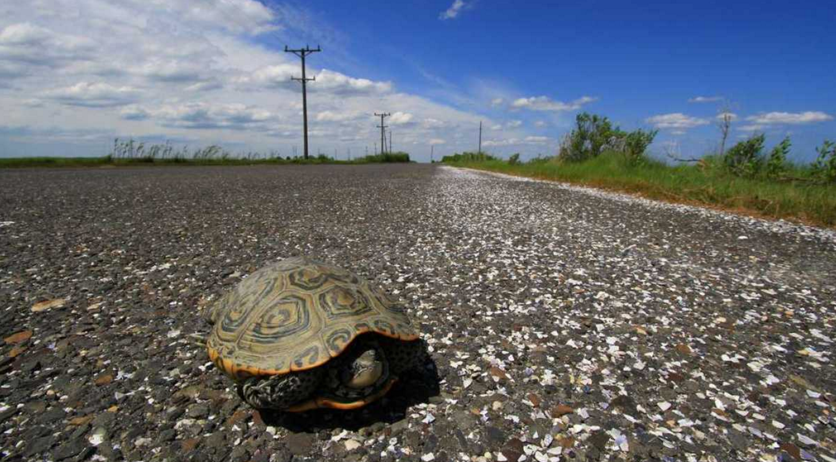 A female terrapin on Great Bay Boulevard in Little Egg Harbor. (Photo courtesy of Ben Wurst/Conserve Wildlife Foundation of NJ)