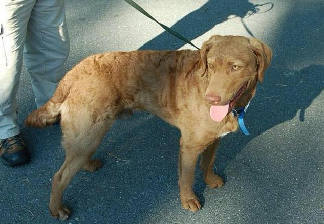  Jack, the missing K-9, in an undated photo. (Courtesy of the Ocean County Sheriff's Department)  