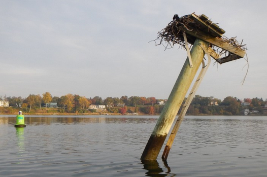  The nesting platform in the Navesink River that requires straightening. (Image courtesy of Ben Wurst/Conserve Wildlife Foundation of New Jersey)  
