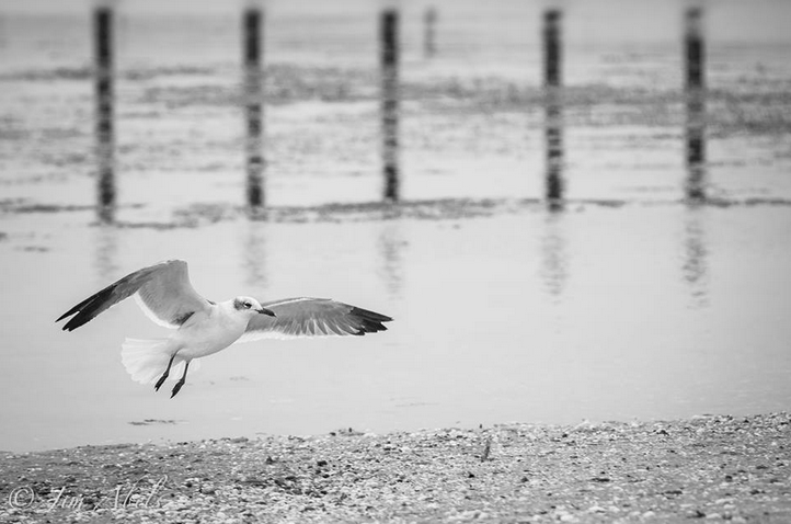  A lone gull on a gloomy day at the Belmar Marina. (Photo by Jim Abels Photography) 