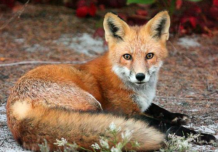  A fox resting in Island Beach State Park. (Photo: Michael Pierson/MP Pics Photography) 