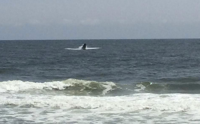  A whale breached off Harvey Cedars around noon Monday. (Photo courtesy of the Harvey Cedars Beach Patrol) 