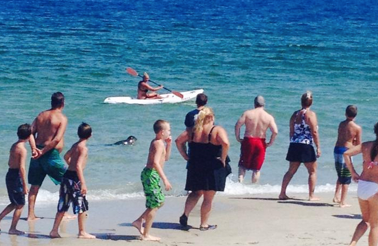  A seal swimming past Ortley Beach Tuesday afternoon. (Photo: JSHN contributor Leslie Ann) 