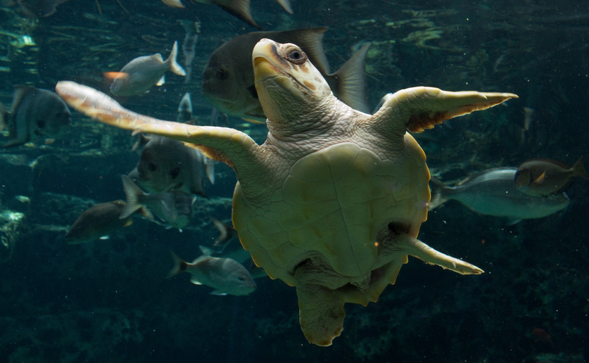  A loggerhead sea turtle. (Photo: Brian Gratwicke via Flickr) 