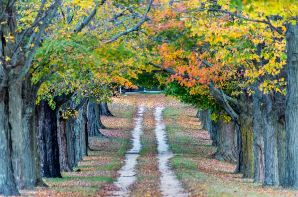 Autumn colors down a tree lined road at the Jersey Shore. (Photo: John Entwistle Photography)