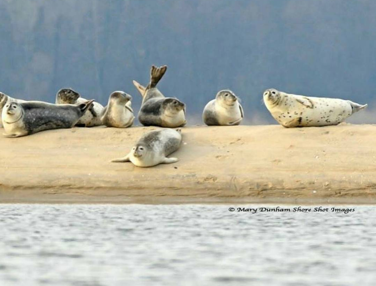  Seals relaxing off Sandy Hook over the weekend. (Image: Mary Dunham/Shore Shot Images) 