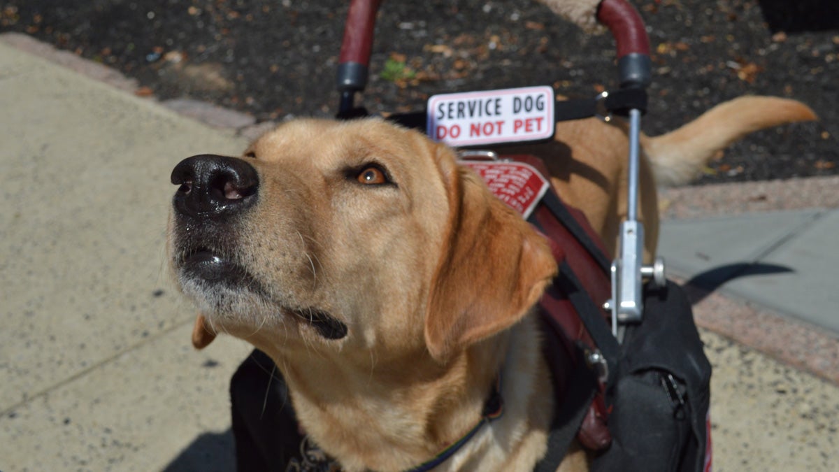 Wynn is a service dog specially trained to detect symptoms that might precede his owner's seizure. (Paige Pfleger/WHYY)