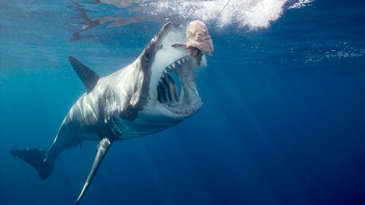 A great white shark opens its mouth for bait. (<a href=