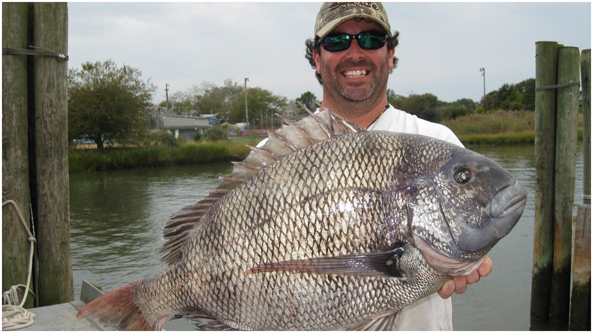 David Walker caught the 17.1 pound sheepshead in Lewes on Sept. 29. (DNREC photo)
