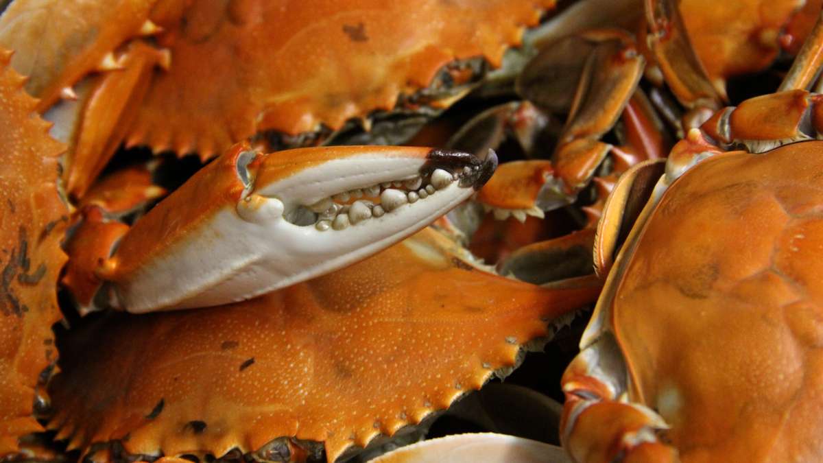  A barrel of blue crabs. It's whats for dinner. (Emma Lee/WHYY) 