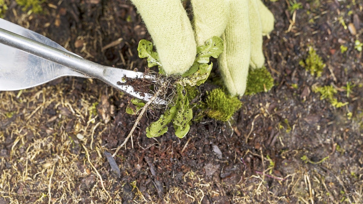  Gloved hand holding weed with full root image courtesy of Shutterstock.com 