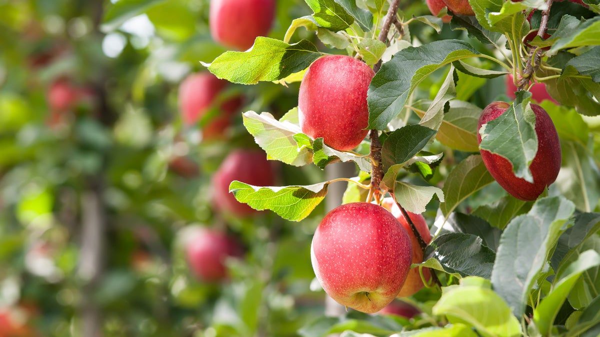  Gala apples are among the varieties now being harvested in New Jersey.(<a href=