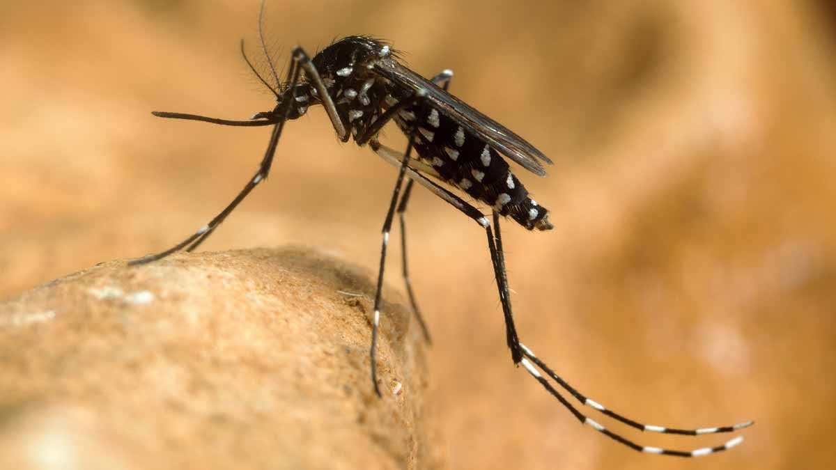  An Asian tiger mosquito doesn't need much water to thrive. (<a href=