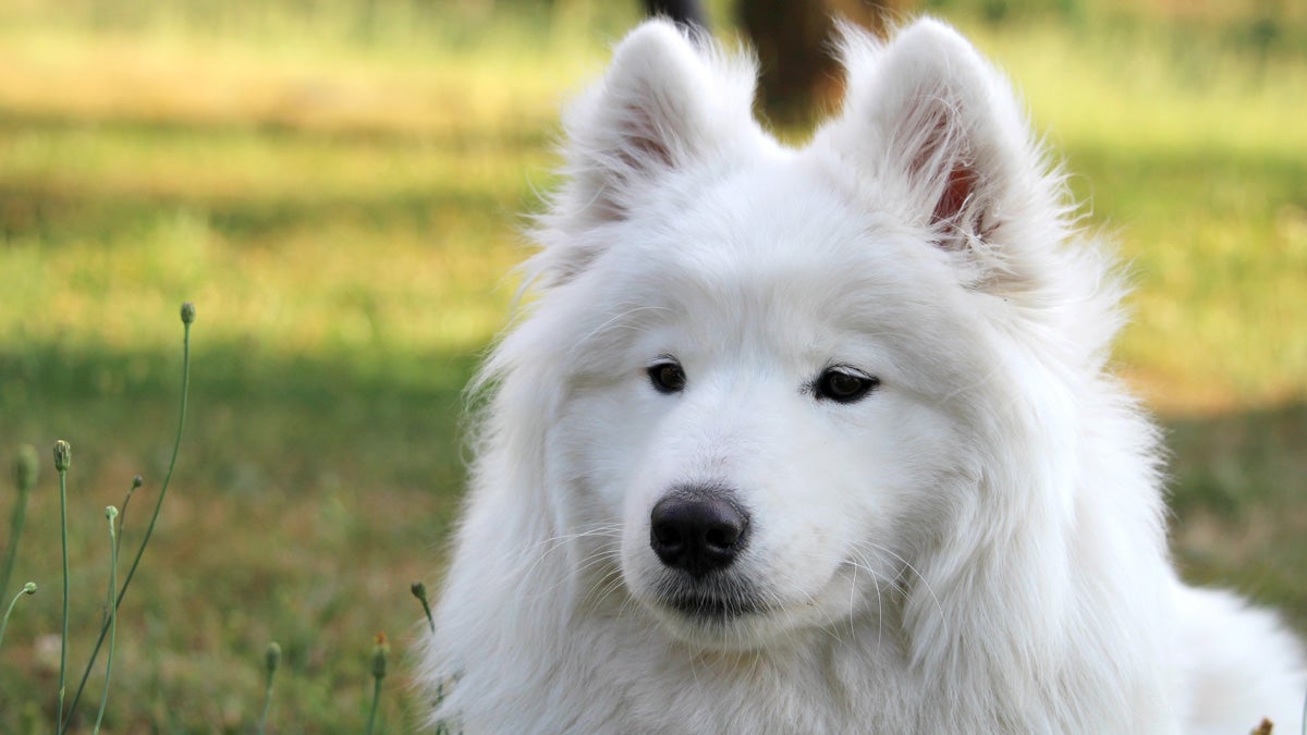  Instances of valuable dogs being stolen to be resold or sent to dog-fighting rings have prompted legislation for tougher penalties in New Jersey. (<a href=http://www.shutterstock.com/pic-306892937/stock-photo-white-samoyed-puppy-dog-relax-at-garden.html?src=14vg4mohJ0LgoBkCILt18A-1-61