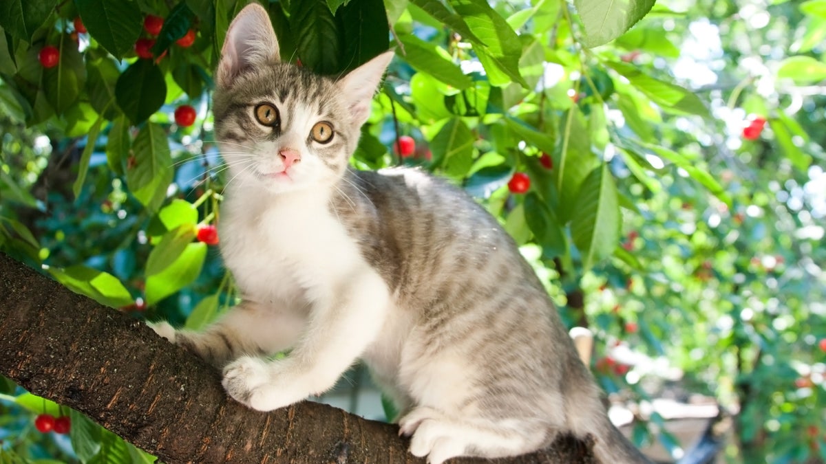 kitten in a tree