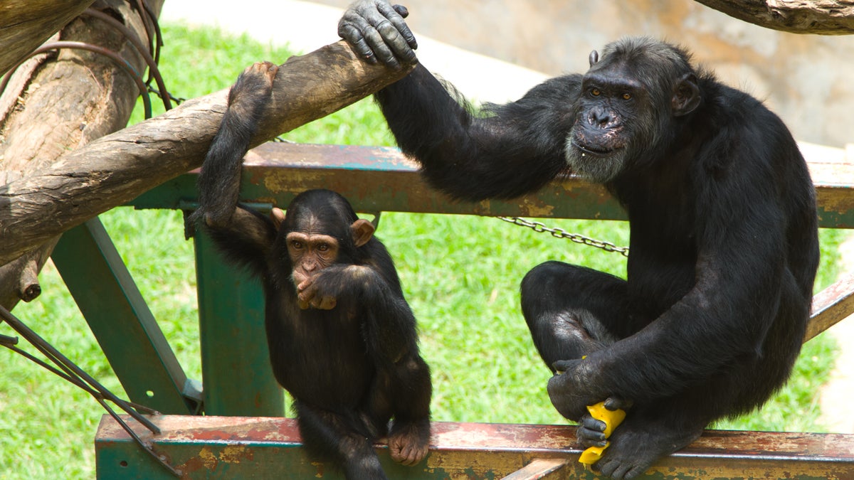  A father-and-son pair of chimpanzees sit on a structure at a zoo. (<a href=