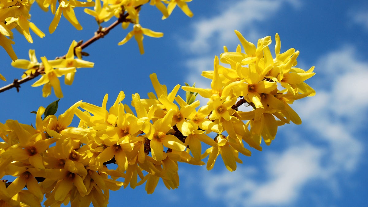  (<a href='http://www.shutterstock.com/pic-188316527/stock-photo-spring-shrub-with-yellow-flowers-blooming-forsythia.html'>Forsythia</a> image courtesy of Shutterstock.com) 