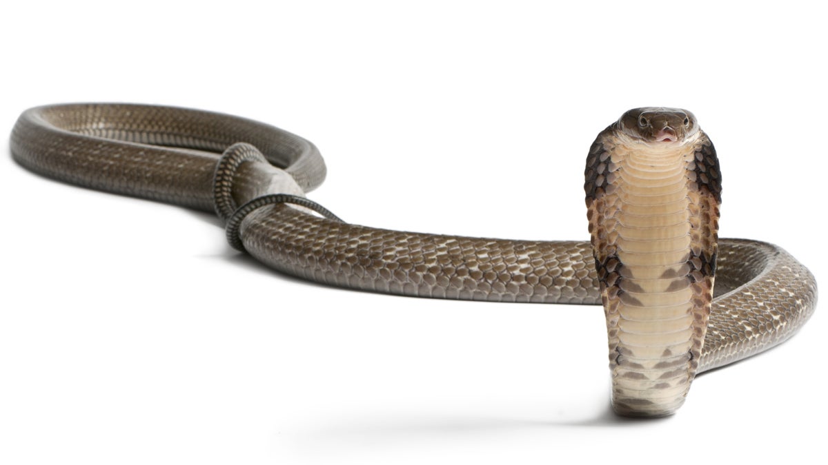  (<a href='http://www.shutterstock.com/pic-97140083/stock-photo-king-cobra-ophiophagus-hannah-poisonous-white-background.html'>King cobra image</a> courtesy of Shutterstock.com) 