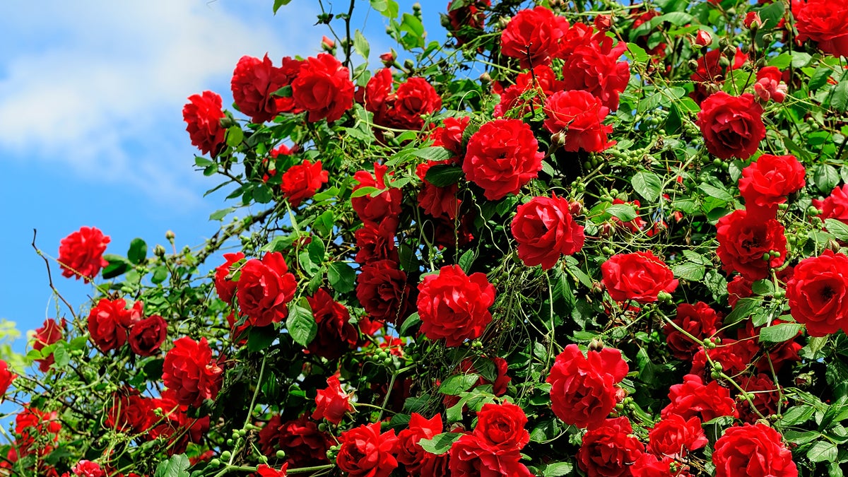  (<a href='http://www.shutterstock.com/pic-70216156/stock-photo-red-roses-on-sunny-sky-background.html?src=csl_recent_image-1'>Rosebush</a> image courtesy of Shutterstock.com) 