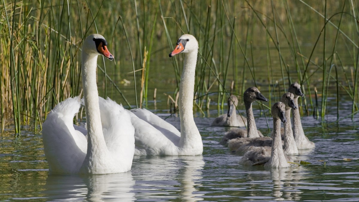  Seven swans a'swimming. (<a href=