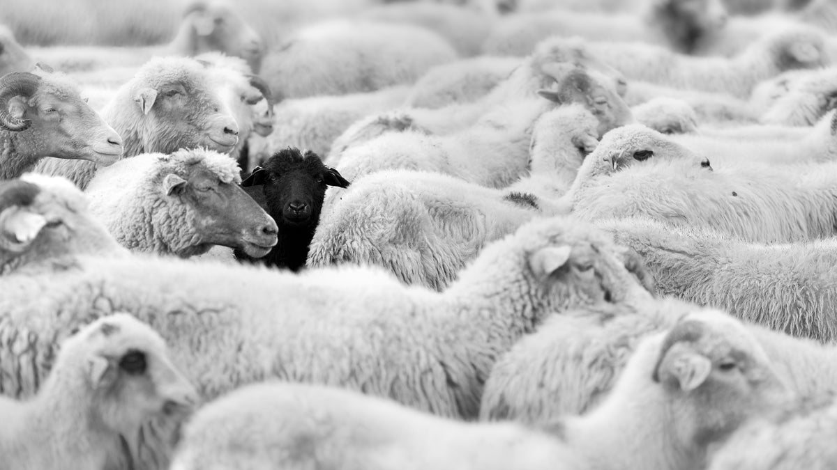  (<a href='http://www.shutterstock.com/pic-105830144/stock-photo-one-black-sheep-in-the-herd-of-whites.html?src=csl_recent_image-1'>Image courtesy of Shutterstock.com</a>) 