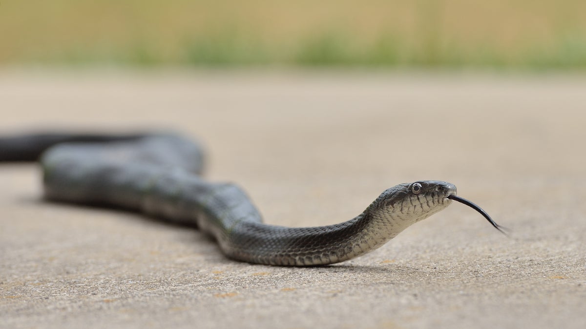  (<a href='http://www.shutterstock.com/pic-196600268/stock-photo-a-black-rat-snake-pantherophis-obsoletus-crawls-onto-a-concrete-pad-near-a-home-in-north-carolina.html'>Snake image</a> courtesy of Shutterstock.com) 