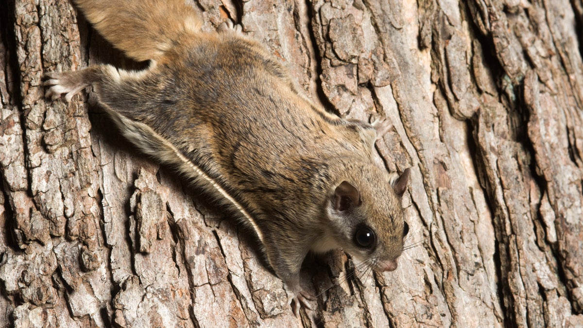  (<a href='http://www.shutterstock.com/pic-203464201/stock-photo-southern-flying-squirrel-clinging-to-a-tree-at-night-in-southeastern-illinois.html'>Flying squirrel</a> image courtesty of Shutterstock.com) 