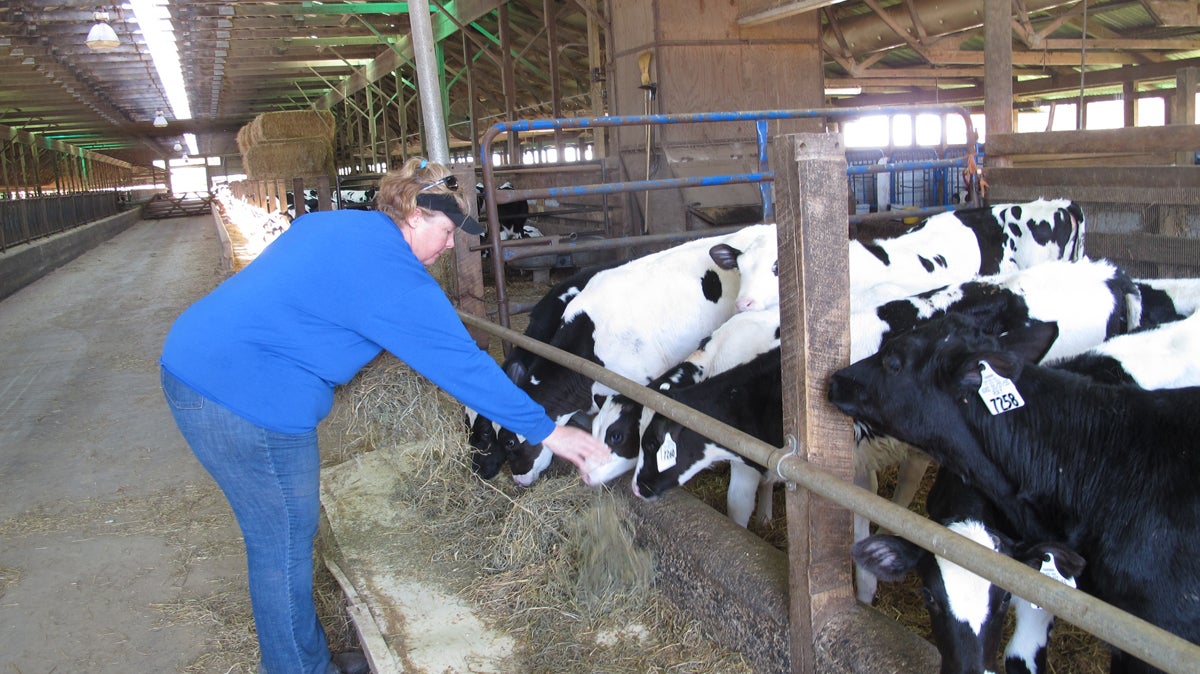 Lisa Graybeal is a third generation dairy farmer in Lancaster County. (Marie Cusick/ StateImpact Pennsylvania)