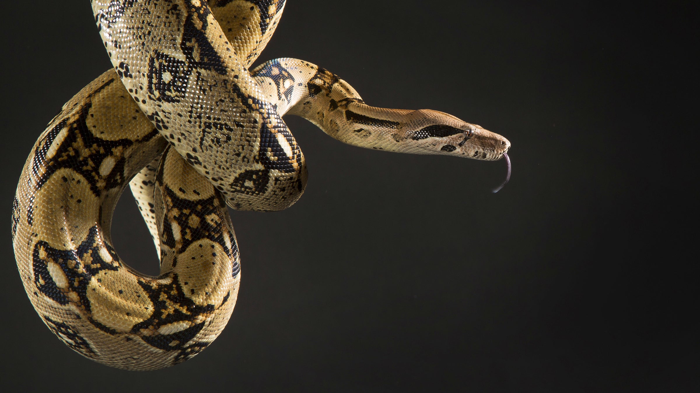  A boa constrictor similar to the snake that boarded a SEPTA bus Sunday. (<a href=