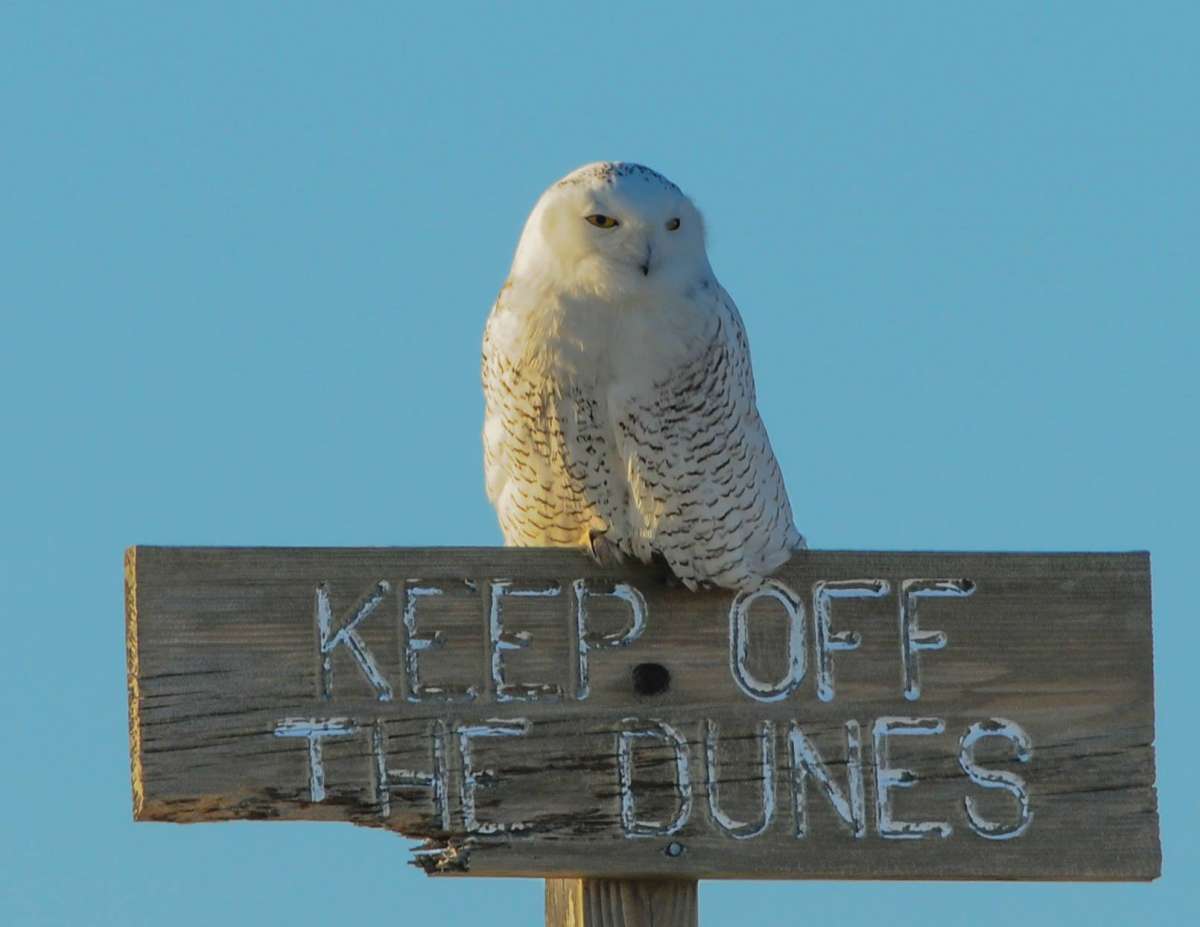  (Photo by Kevin Knutsen) 