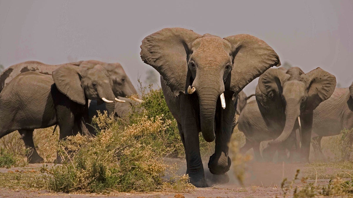 Nature Elephants