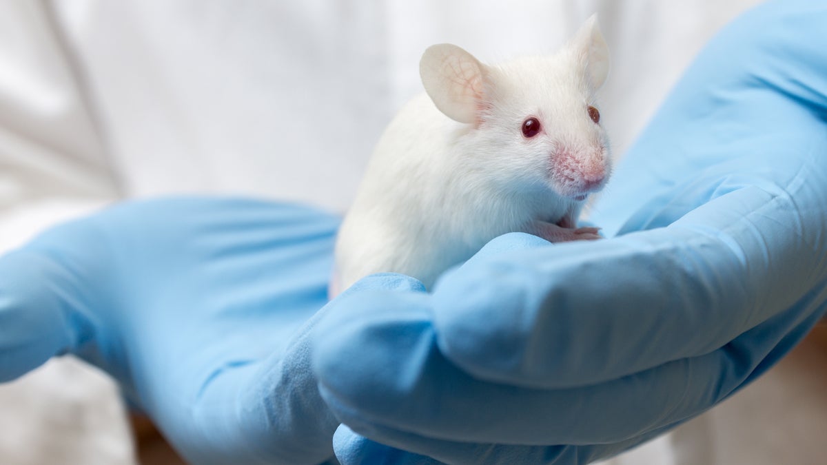  (<a href=“www.shutterstock.com/pic-210003694/stock-photo-scientist-holding-white-laboratory-mouse-mus-musculus-in-hands.html?src=E26z9IUArE8n06WusbHIwg-1-35”>Photo</a> via ShutterStock) 
