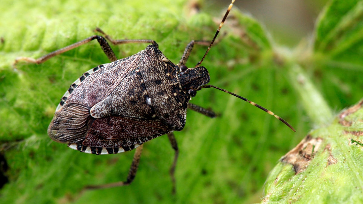  Stink bug (AP Photo/Matt Rourke) 