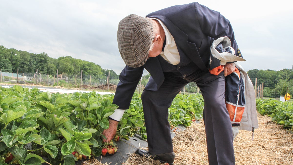 Geneticist Gojko Jelenkovic examines strawberries at the Rutgers Cooperative Extension. (Kimberly Paynter/WHYY)